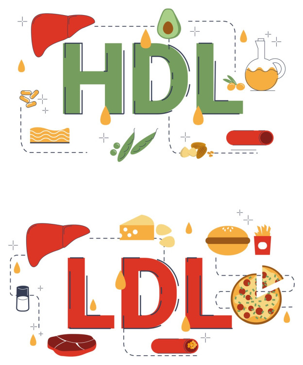 Lebensmittel, die reich an HDL- und LDL-Cholesterin sind.²²